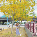 台中市區燦爛花雨！金色阿勃勒花海x城市街景隨手拍都好看！