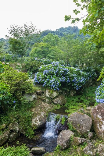 中部5大人氣繡球花景點!繽紛花海超夢幻 層次美感療癒滿分