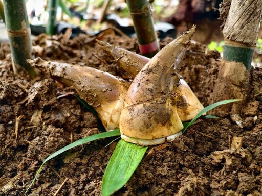 一起採筍趣!2025臺北綠竹筍季開跑 食農體驗親子活動首選