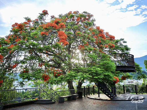 嘉義私房鳳凰花景點│梅山公園紅花飛舞 與樹屋成限定奇觀!