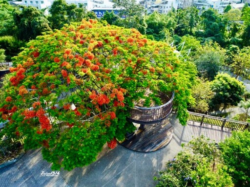 嘉義私房鳳凰花景點│梅山公園紅花飛舞 與樹屋成限定奇觀!
