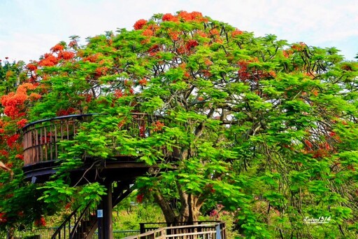 嘉義私房鳳凰花景點│梅山公園紅花飛舞 與樹屋成限定奇觀!