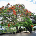 嘉義私房鳳凰花景點│梅山公園紅花飛舞 與樹屋成限定奇觀！