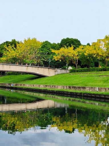 花香與溪水交織!台中興大後方「阿勃勒花雨」浪漫登場!