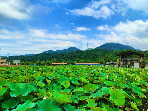 2025雙溪荷花季│7公頃綠田粉蓮海 邀你來場夏日田園派對!