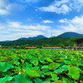 2025雙溪荷花季│7公頃綠田粉蓮海 邀你來場夏日田園派對！