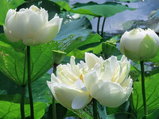 苗栗苑裡私房景點!純白牡丹蓮盛放 與鄉野風光共舞!