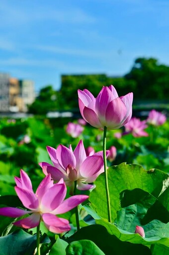 淡水屯山荷花園盛開│日出映荷蜂蝶翩舞 單色荷花更顯動人