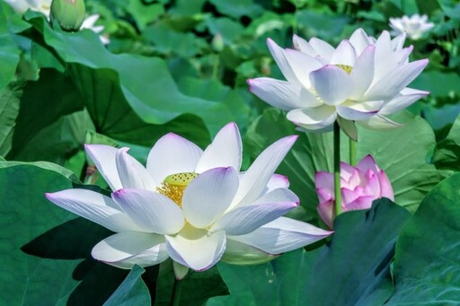 宜蘭也有荷花盛事!雪白花海讓人心醉 點亮員山田野小路!
