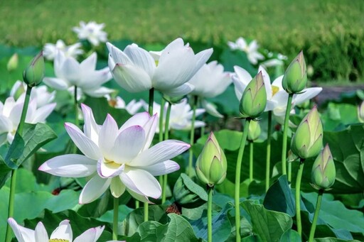 宜蘭也有荷花盛事!雪白花海讓人心醉 點亮員山田野小路!