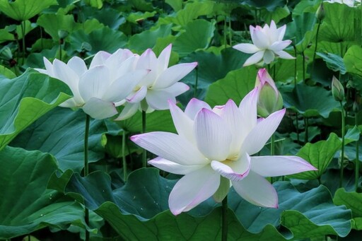 宜蘭也有荷花盛事!雪白花海讓人心醉 點亮員山田野小路!