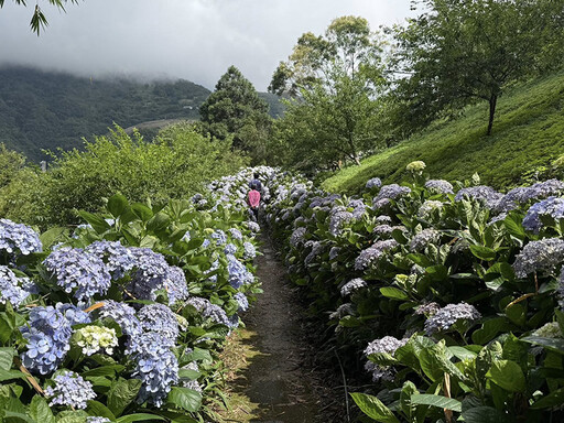 太麻里不只金針花!台東青山農場繡球花成絕美雲端花海仙境