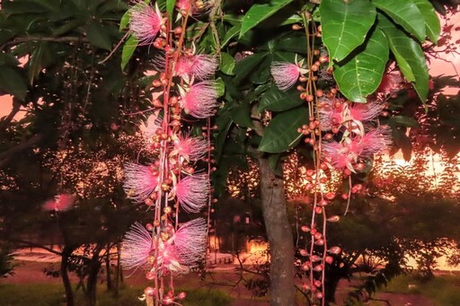 花如煙火、倒垂成瀑!宜蘭五結穗花棋盤腳花季浪漫登場!