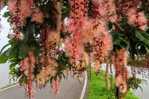 花如煙火、倒垂成瀑!宜蘭五結穗花棋盤腳花季浪漫登場!