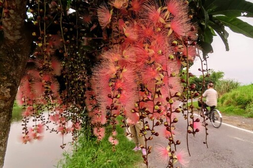 花如煙火、倒垂成瀑!宜蘭五結穗花棋盤腳花季浪漫登場!