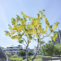 藍天×金雨×狼尾草！葫蘆墩公園阿勃勒一枝獨秀美到發光！
