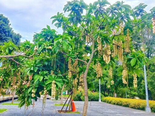 台北市區浪漫夜花!穗花棋盤腳現身榮星花園 現正值花期!