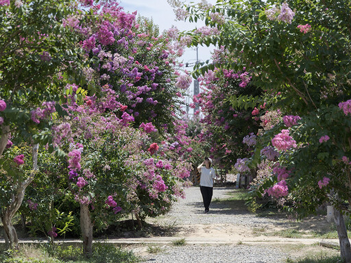 2025紫薇花季開跑!苑裡紫薇花園繽紛花海美到像仙境!