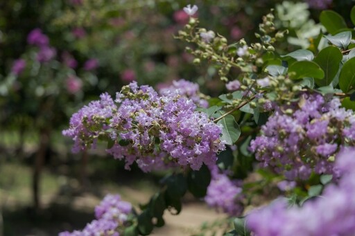 2025紫薇花季開跑!苑裡紫薇花園繽紛花海美到像仙境!