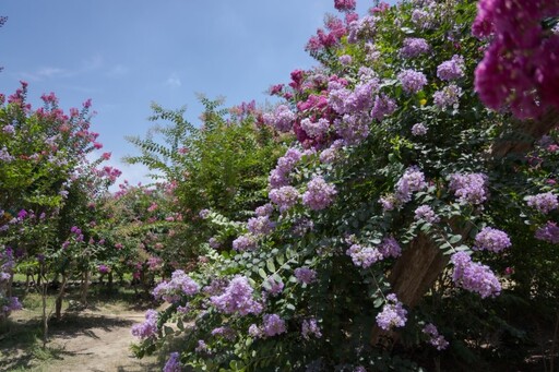 2025紫薇花季開跑!苑裡紫薇花園繽紛花海美到像仙境!