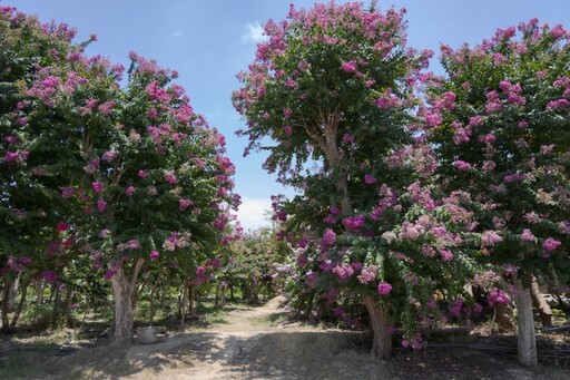 2025紫薇花季開跑!苑裡紫薇花園繽紛花海美到像仙境!