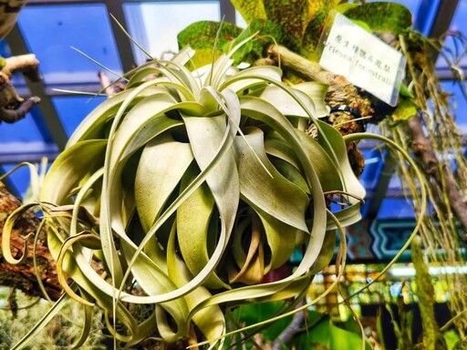 室內森林感爆棚!台北新蘭亭「雨林植物展」免費參觀中!