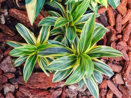 室內森林感爆棚!台北新蘭亭「雨林植物展」免費參觀中!
