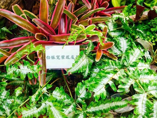 室內森林感爆棚!台北新蘭亭「雨林植物展」免費參觀中!