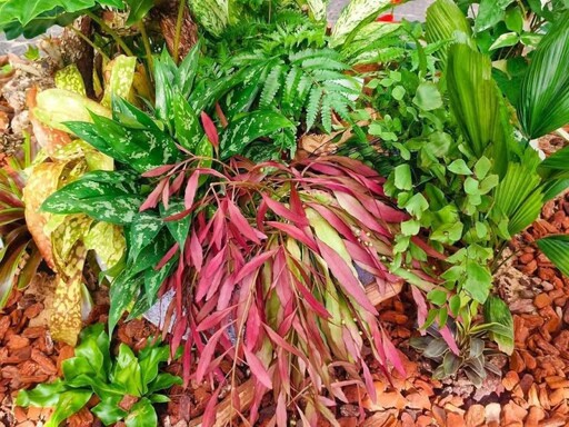 室內森林感爆棚!台北新蘭亭「雨林植物展」免費參觀中!