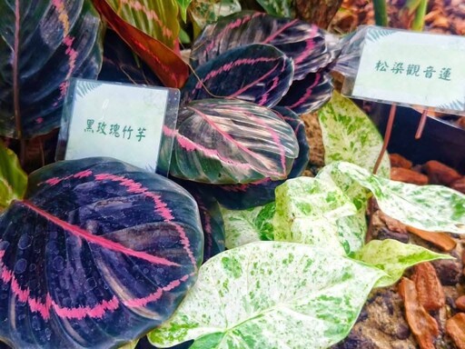 室內森林感爆棚!台北新蘭亭「雨林植物展」免費參觀中!