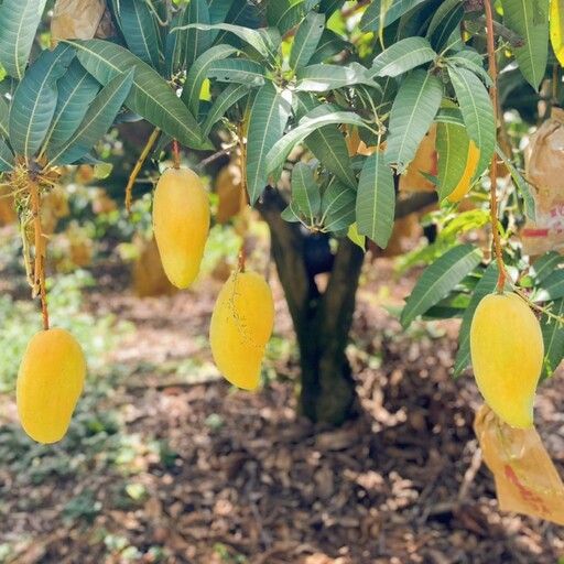 2025金煌芒果季週末限定!凹子底森林公園化身芒果樂園!