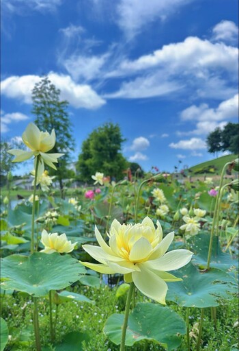 台中后里花海新亮點！紫粉天使花x黃白蓮花同場獻映！