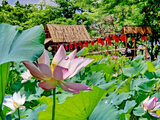 嘉義賞荷秘境曝光！新港竹橋邊詩意夏日 隱身田野療癒感滿滿