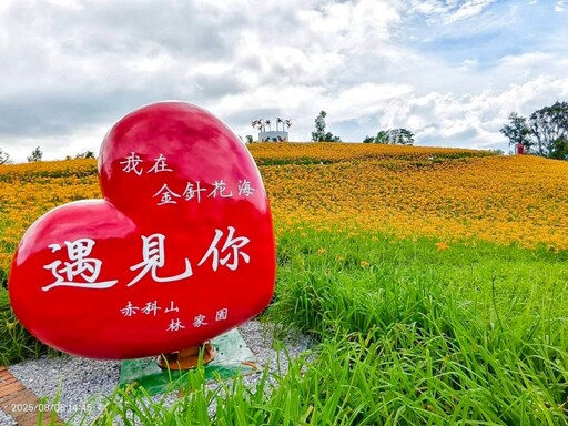 花蓮賞花推薦│赤柯山林家園金針花 燦爛花海免費觀賞！