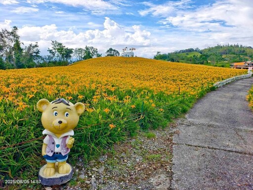 花蓮賞花推薦│赤柯山林家園金針花 燦爛花海免費觀賞！