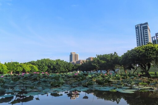 新北賞花新熱點！三重疏洪荷花公園粉紅綻放 既浪漫又吸睛！