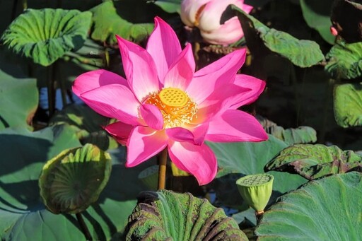 新北賞花新熱點！三重疏洪荷花公園粉紅綻放 既浪漫又吸睛！