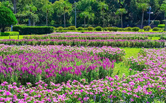 士林官邸長春花海盛開！日日春花語「青春長在」浪漫綻放