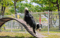 岡山公園打造全新寵物活動區！博美犬造型入口成打卡熱點！