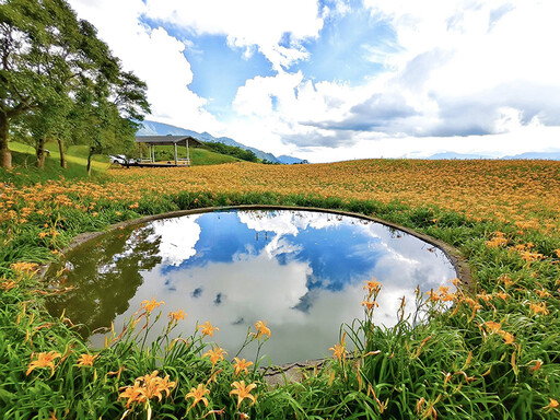 六十石山限定美景!「烏魚山莊」金針花海+夢幻倒影超吸睛!