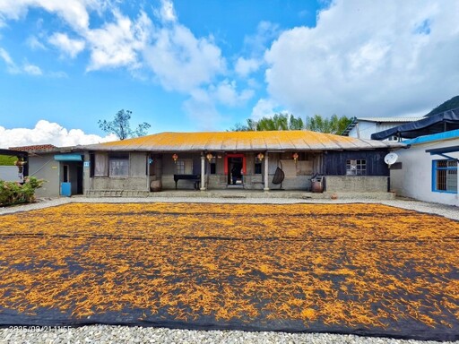 花蓮金針花季經典景點|汪家古厝鞦韆、古宅曬花場復古登場