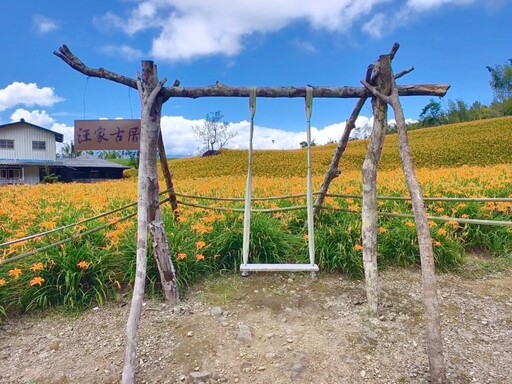 花蓮金針花季經典景點|汪家古厝鞦韆、古宅曬花場復古登場