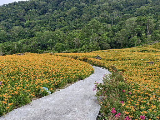 花蓮金黃浪潮來襲!赤柯山黎明農園絕美山坡花毯燦爛盛放!