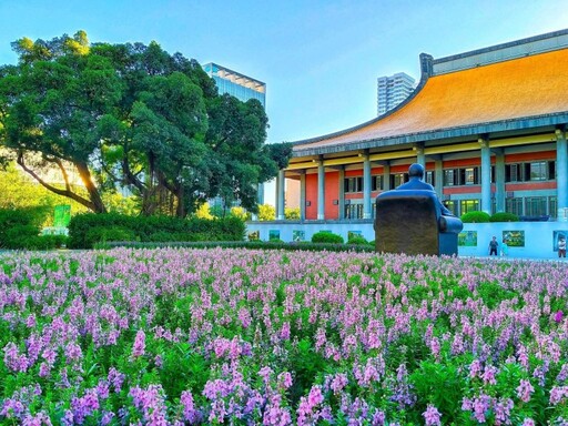 台北免費賞花景點|紫色天使花浪漫盛放 搭配碑林意境十足!