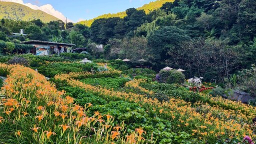 罕見黃版彼岸花"金花石蒜"現身陽明山!搭配金針花海雙享受