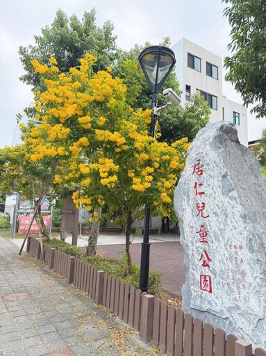 彰化賞花秘境｜黃鐘花迎風盛開 近拍遠拍都能拍出文青感！