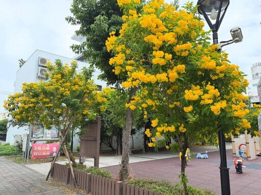 彰化賞花秘境｜黃鐘花迎風盛開 近拍遠拍都能拍出文青感！