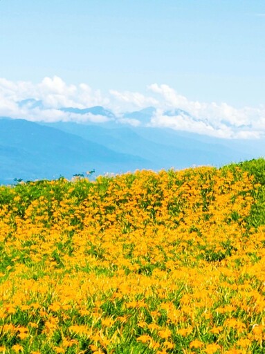 赤柯山金針花秘境推薦|萱園居免費開放 限定美景唯美綻放!