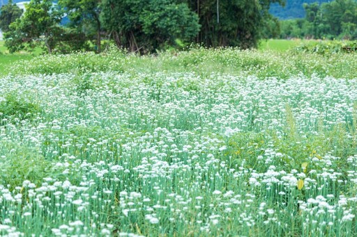 桃園九月雪花海怎麼拍?大溪韭菜花田浪漫攝影指南!
