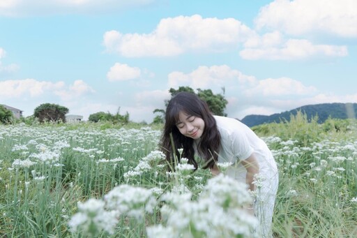 桃園九月雪花海怎麼拍?大溪韭菜花田浪漫攝影指南!